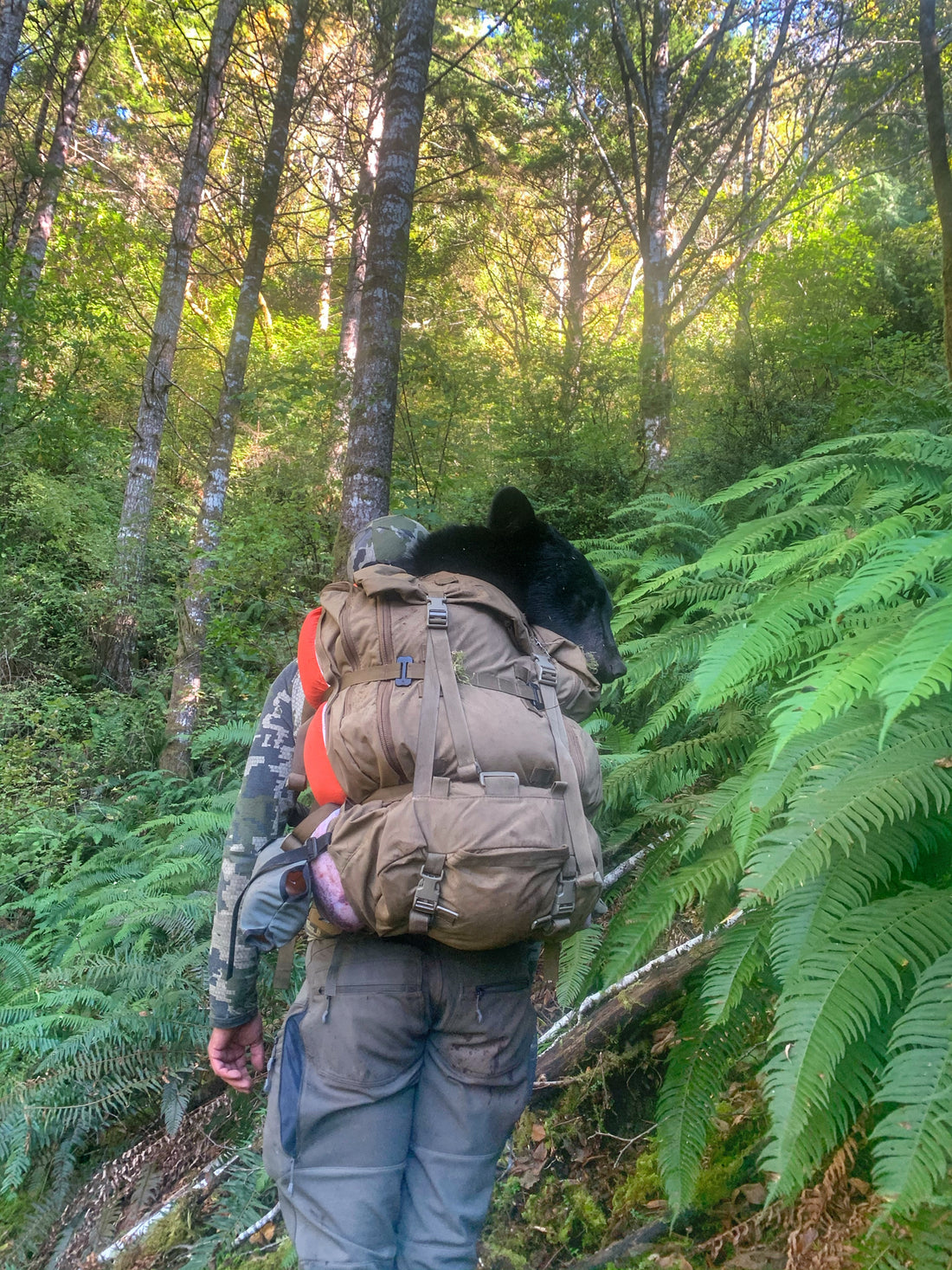 air travel with a kifaru backpack with aluminum stays Embark on your next hunting expedition fully equipped with the Kifaru 25 ARK Frame Absaroka Pack Combo Best Backpacks Kifaru